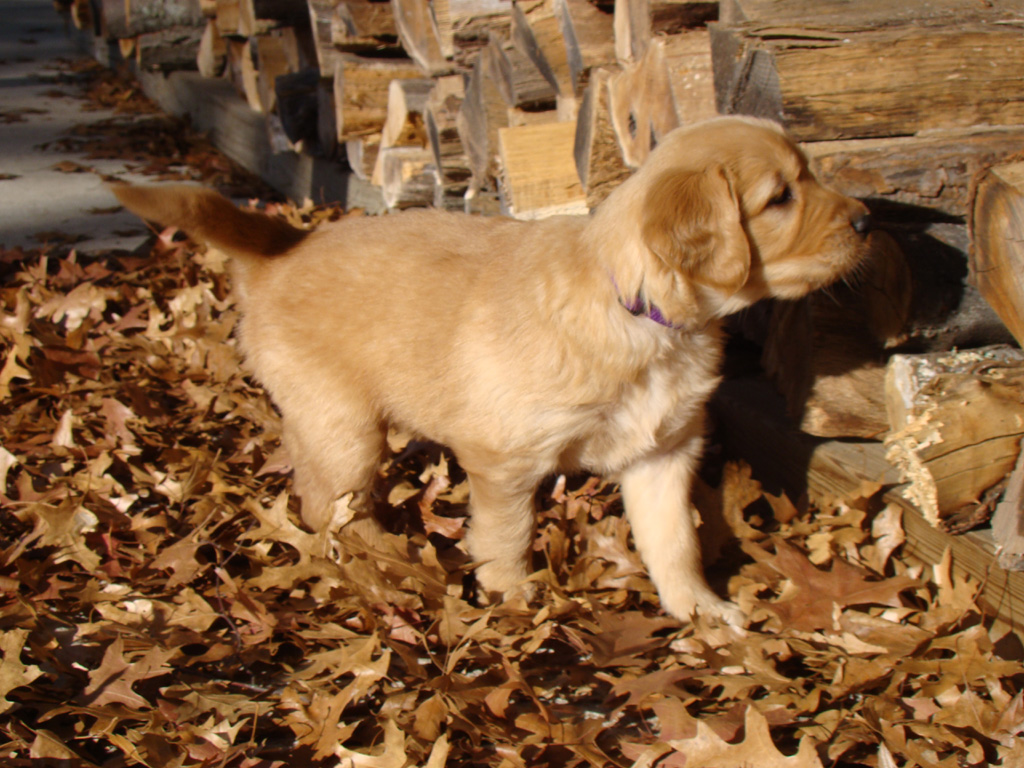 Tuffy in the leaves