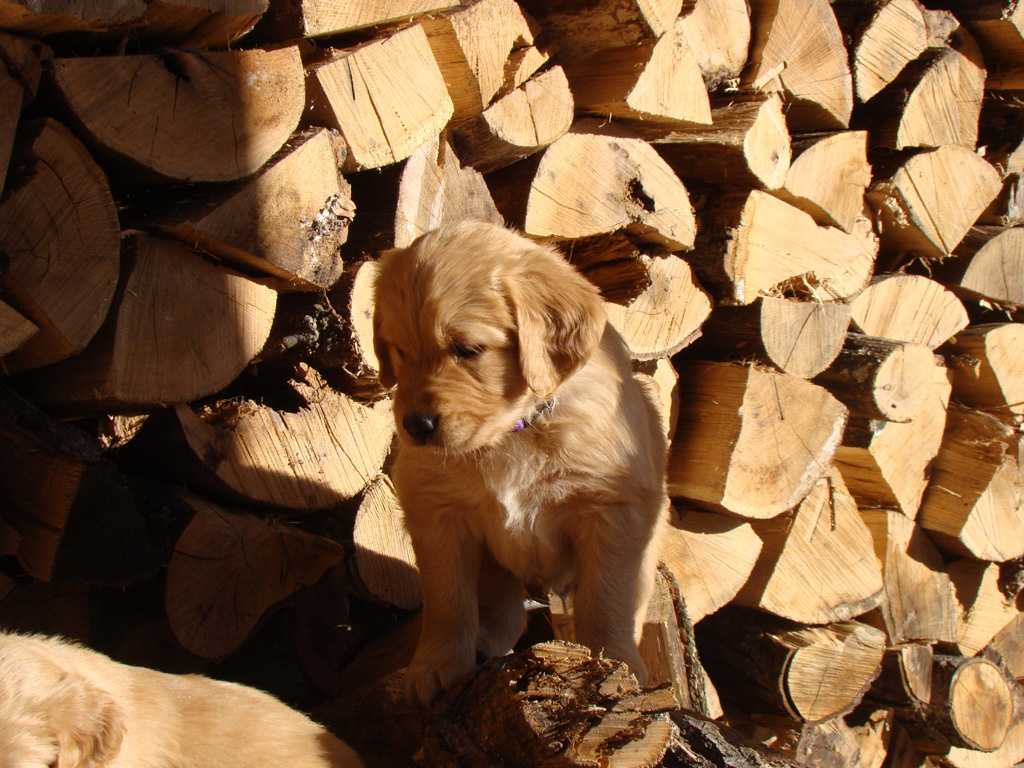 Tuffy in the wood pile