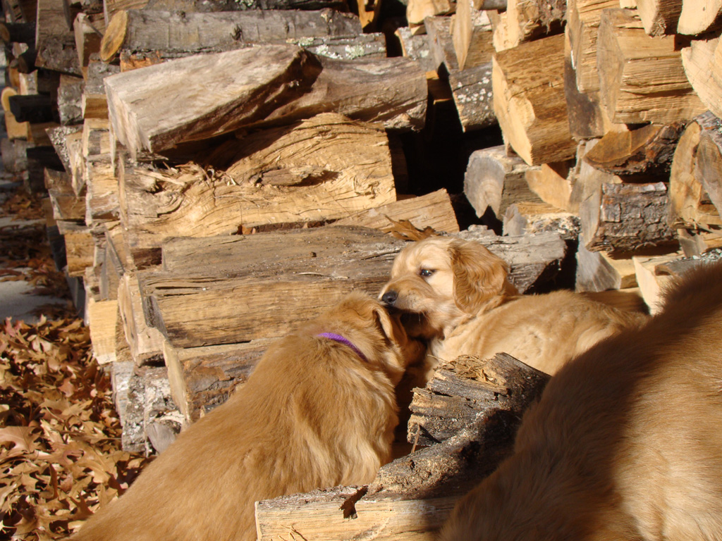 Tuffy and Xena in the wood pile