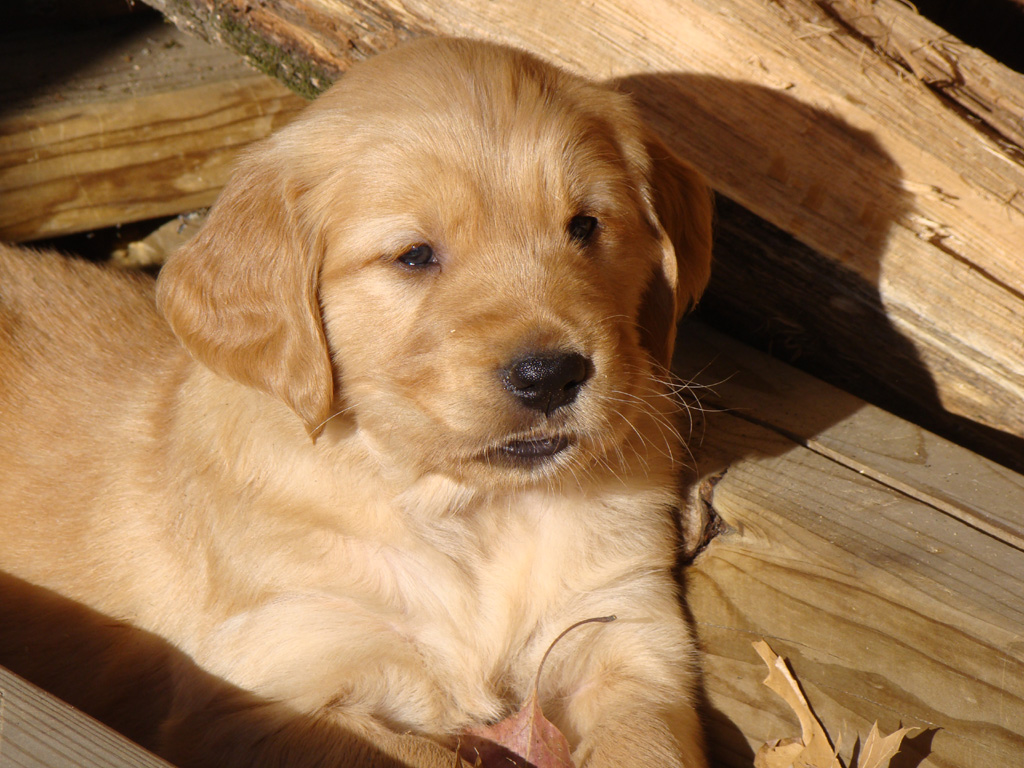 Wags in the wood pile