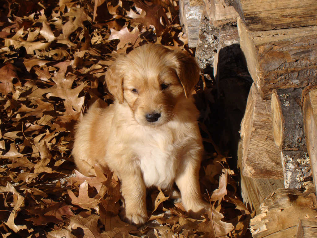 Xena by the wood pile