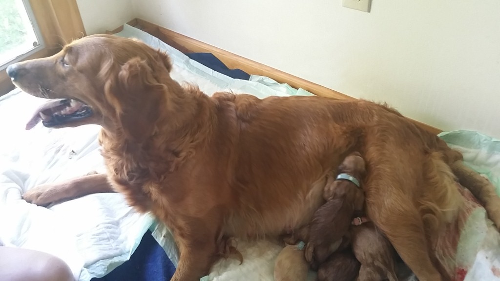 Four pups are whelped, one is strong enough to climb already.