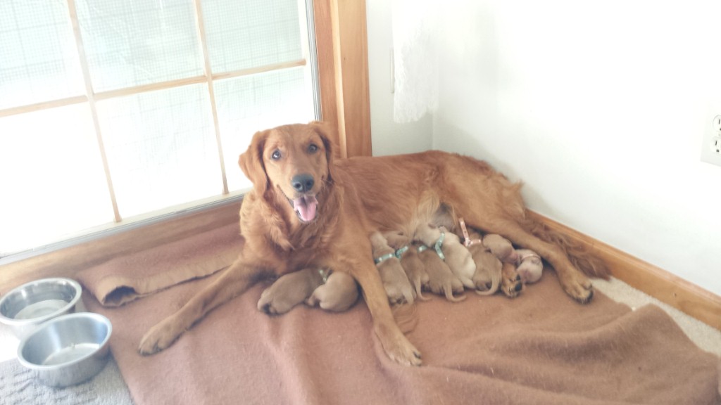 T'akaya is just not sure what all these little puppies are about.