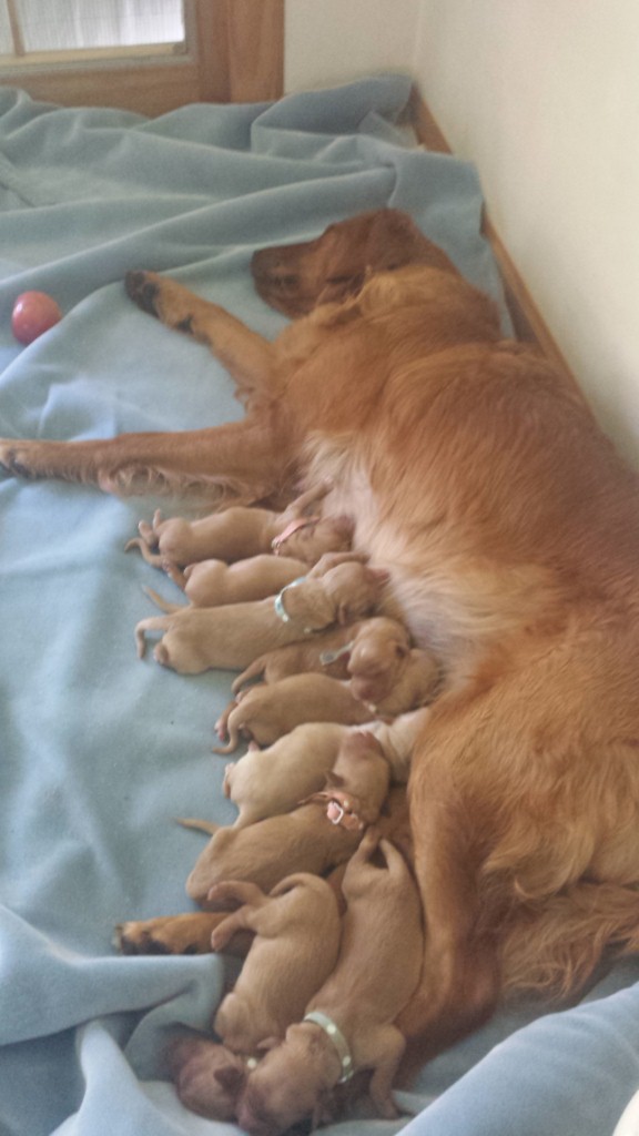 Pups taking turns sleeping, then suckling.