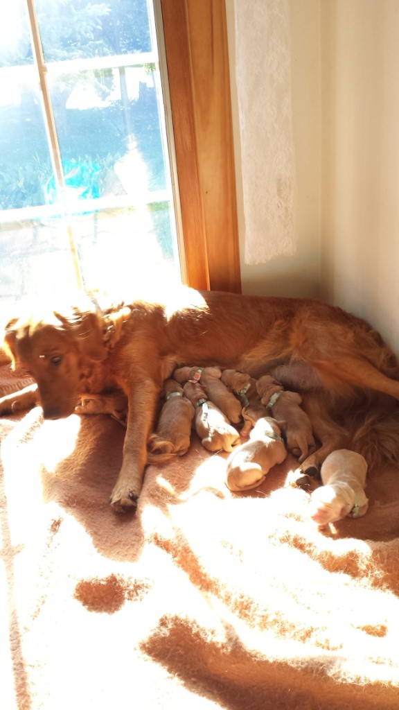 Pups soak up the sunshine for the first time.