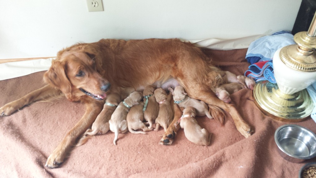 T'akaya is such a good mommy, always in the bed with the pups except to go outside.