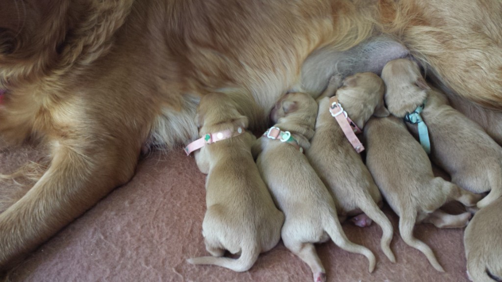 Five pups feeding.