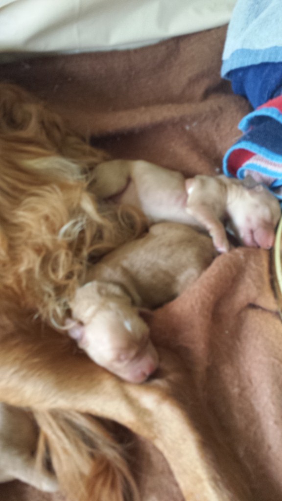 Two puppies sleeping.