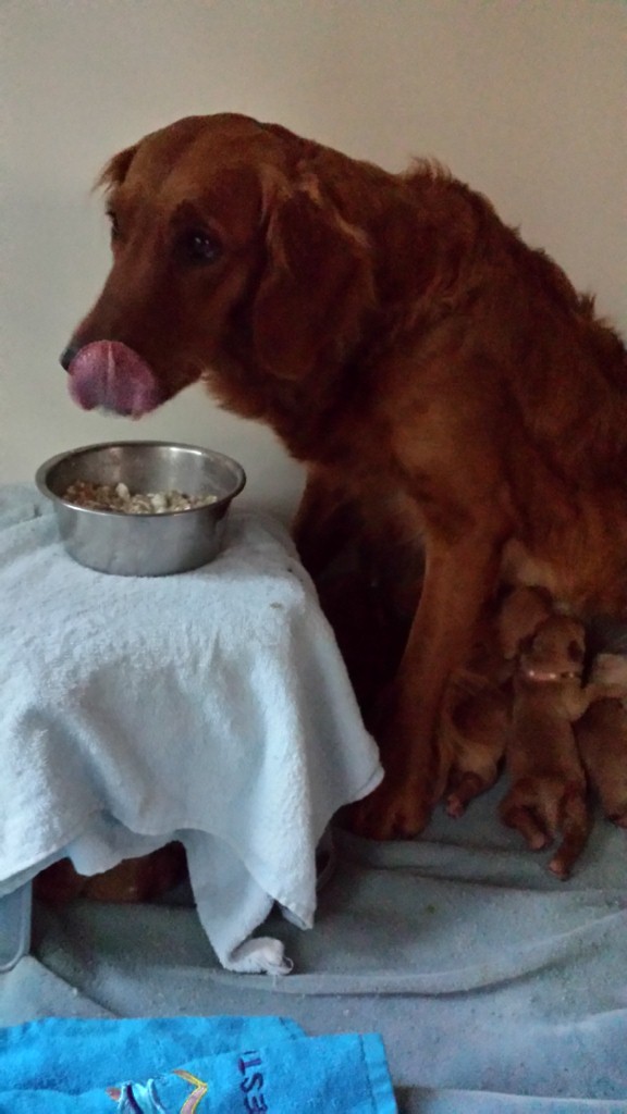 How many dogs get the table set for them?!