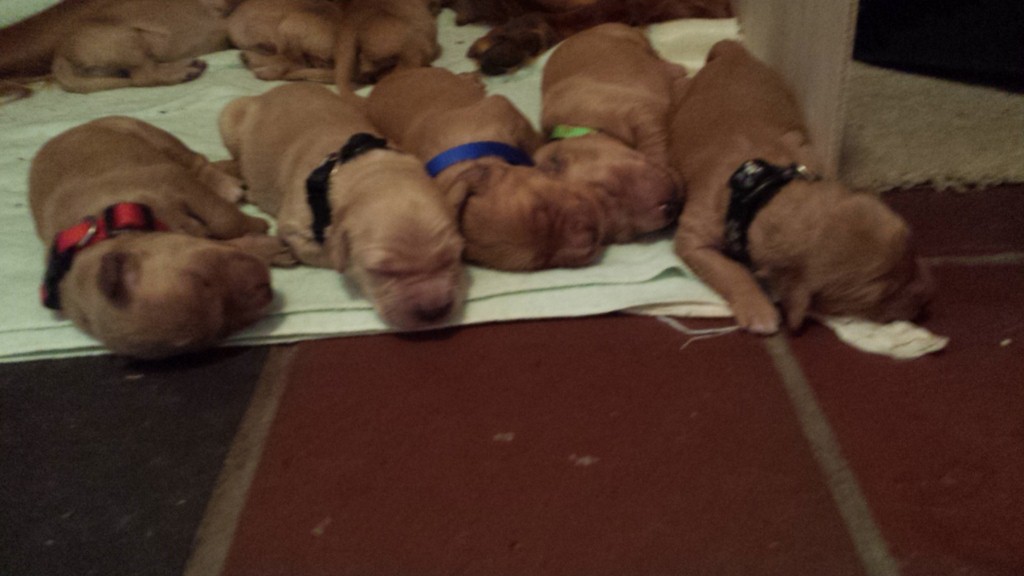 Pups sleeping on the cool tile