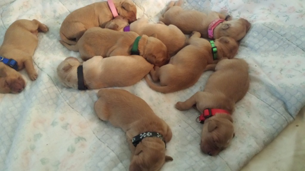 Pups scattered sleeping.