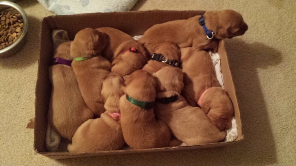 Box-O-Puppies.