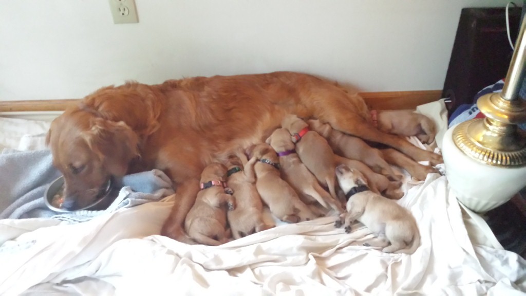 Everyone eating except for the first born, Loony.