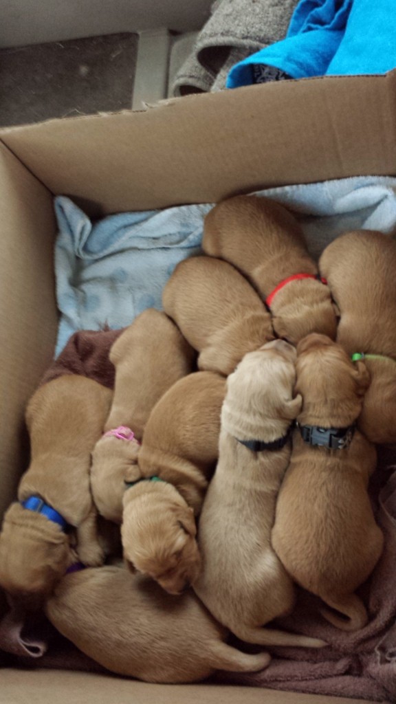 Box-O-Puppies on the way to Three Lakes