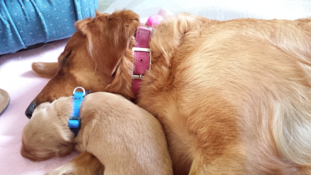 Mommy and Dozer snuggles