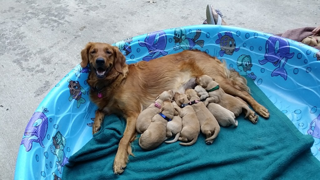 Pool party