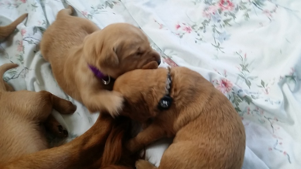 Pups start wrestling.