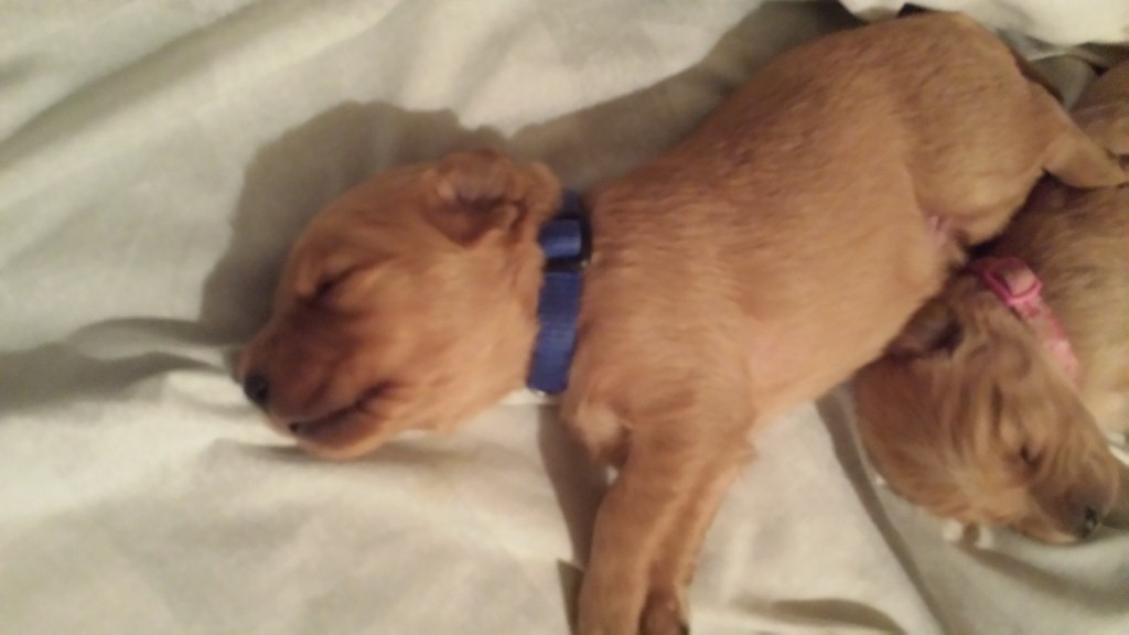 Pup 3- Dozer (Trace), sleeping