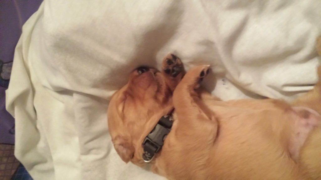 Pup 5- Toby, sleeping