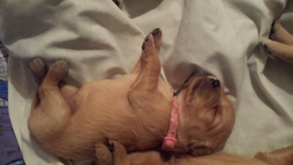 Pup 6- Peanut (spunky), sleeping