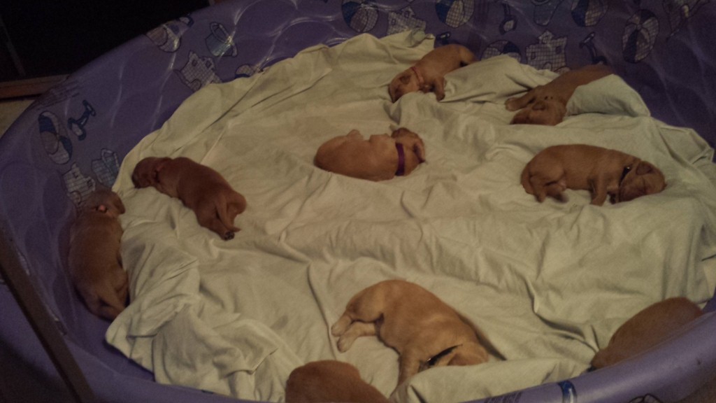 Pups are all spread out.