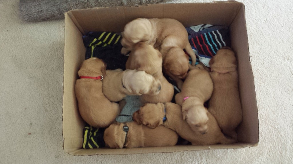 Box-O-Puppies Day 18.