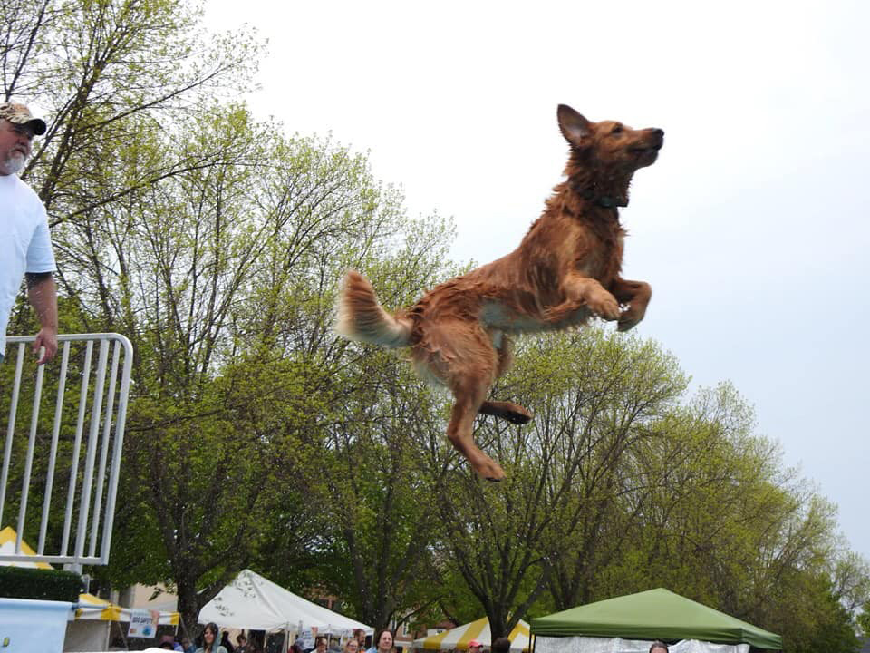 Jaxsin dock diving - flying high