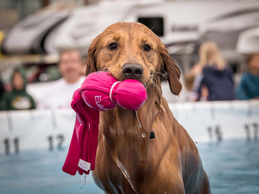 Jaxsin at 'Dock Diving'