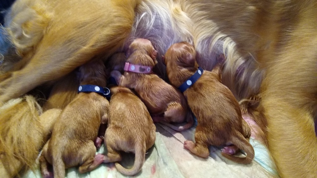 4 Pups Whelped, still drying