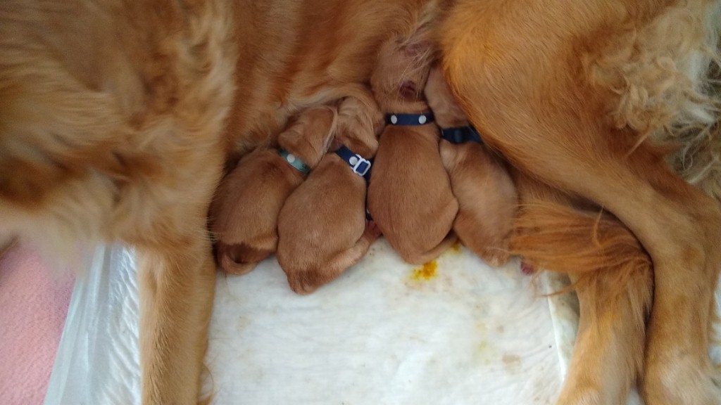 4 pups, already suckling