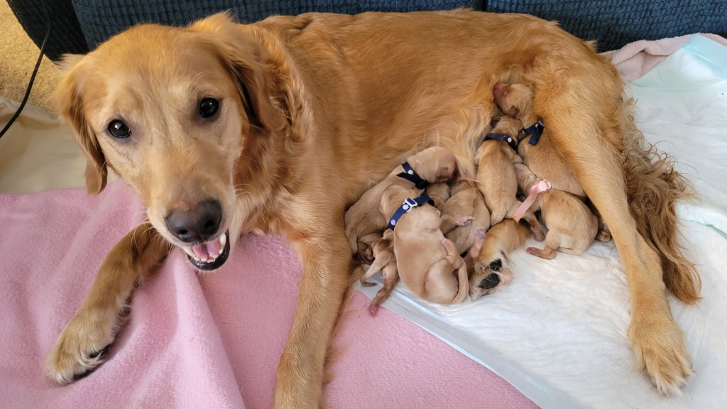 All pups whelped and dry