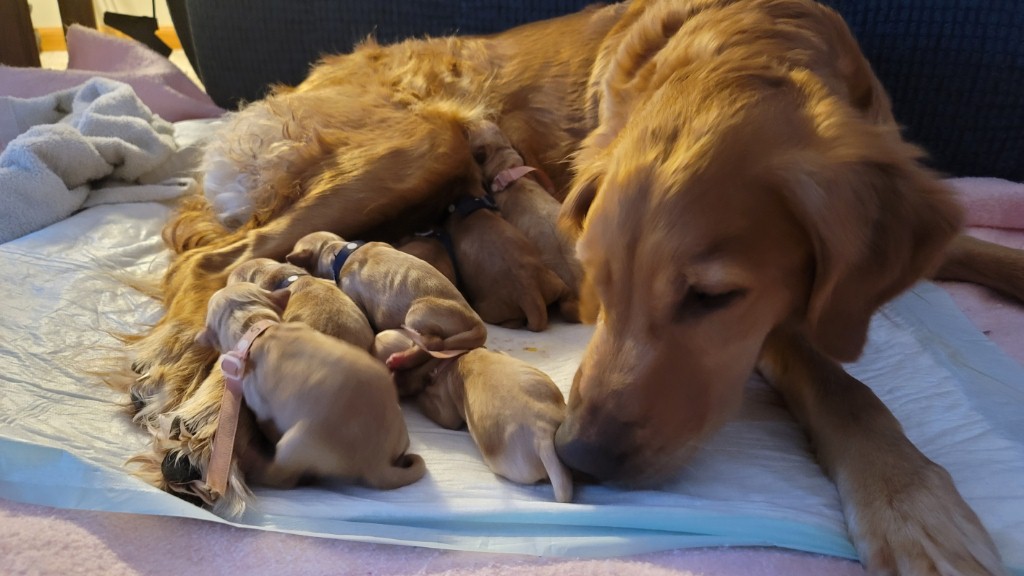 All pups doing good, mama-dog cleaning