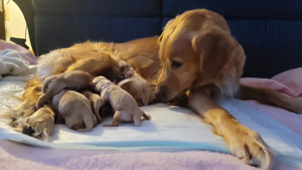 Mama-dog watchful eye