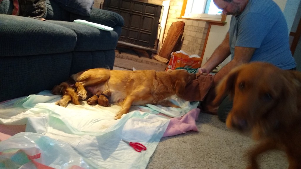 Lulea cleaning newly whelped pup, Jay helping, Ellie photo-bombing