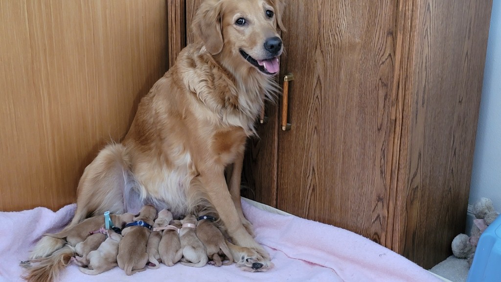 Pups feeding while Lulea sits up