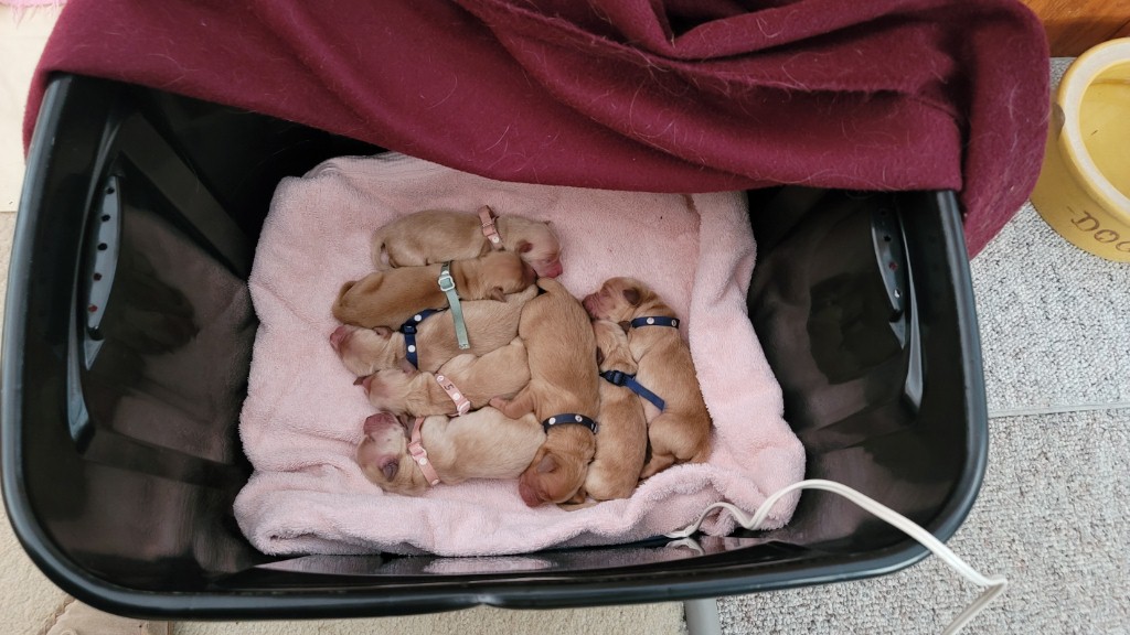 Puppies in the carrying bin