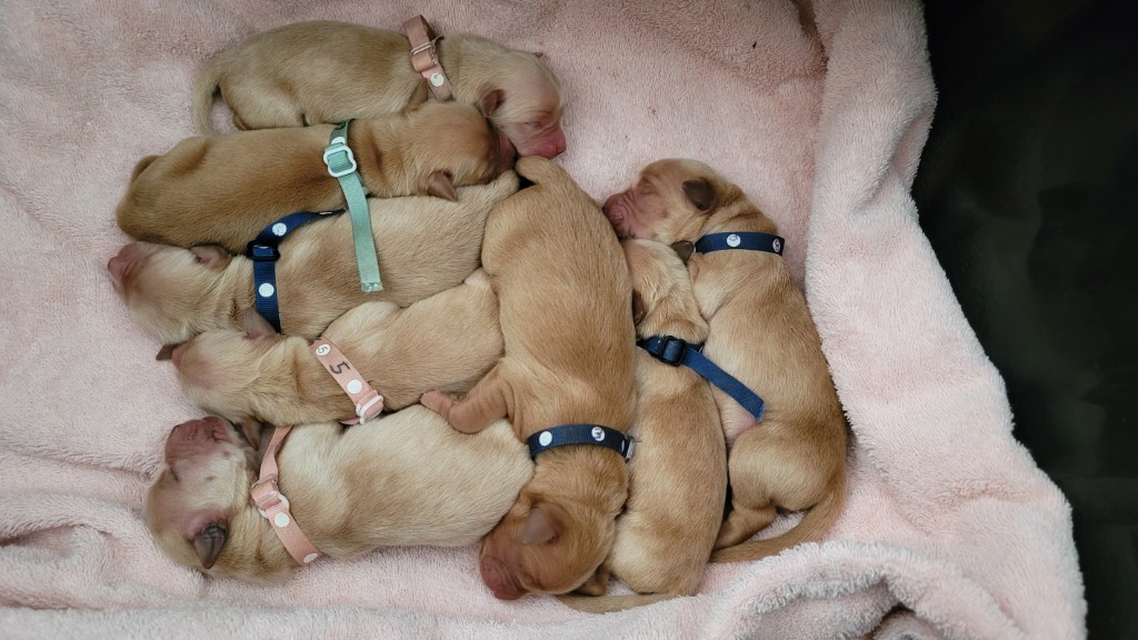 Puppies in the carrying bin