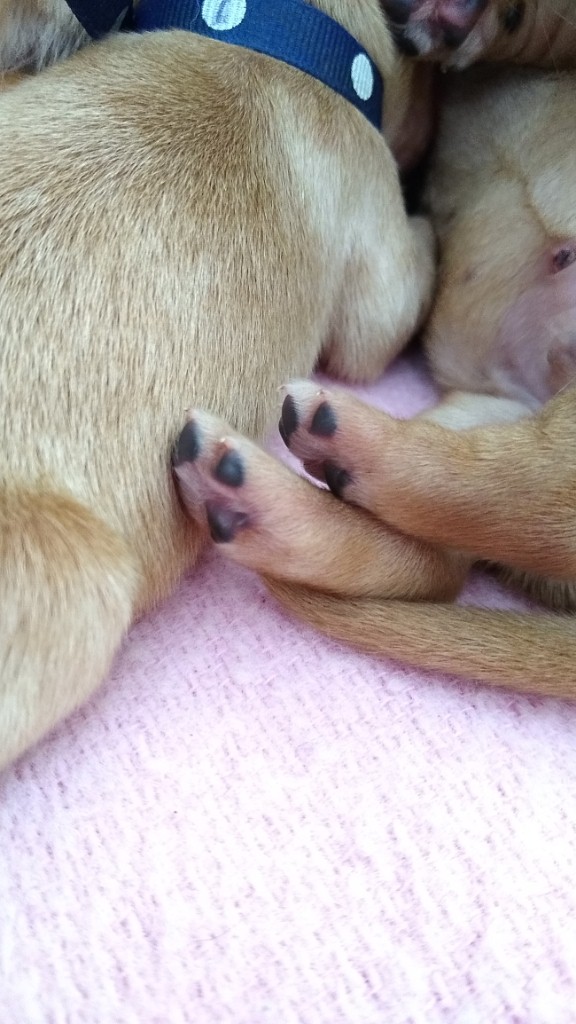 Puppy black toes