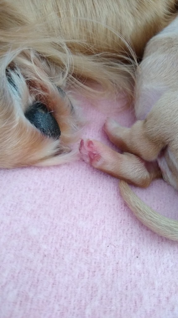 Puppy pink toes