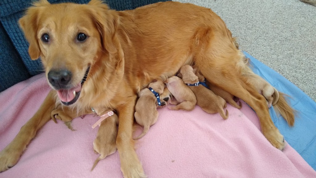 Puppies feeding