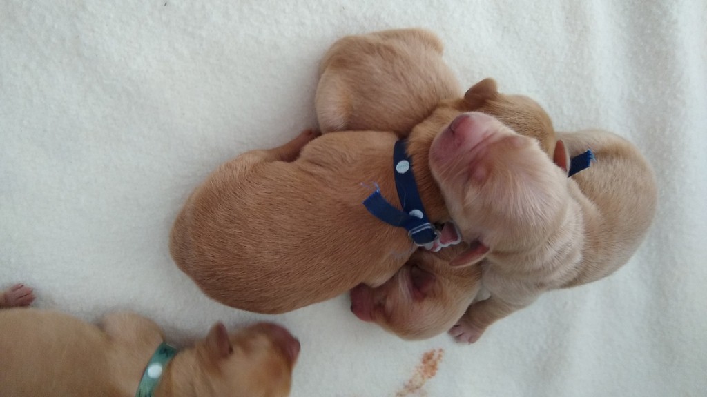 Pups sleeping in family room - puppy pile