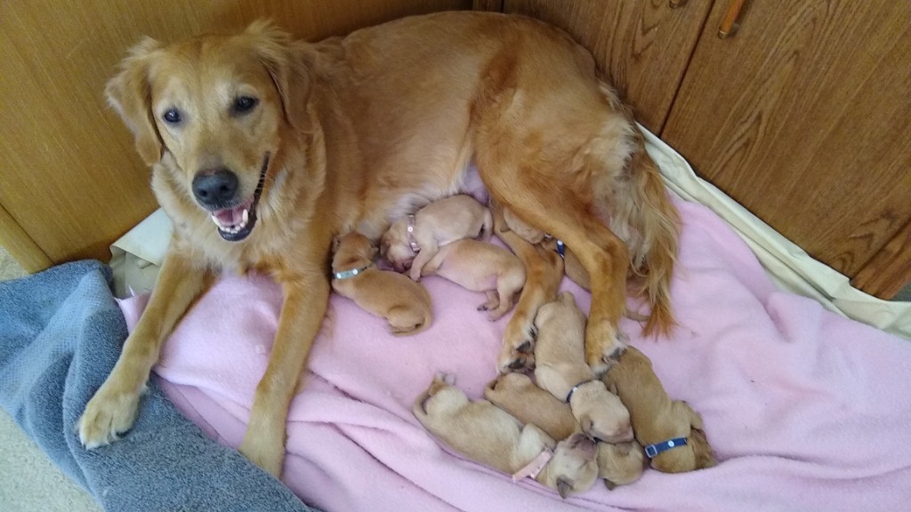 Lulea with pups in front room