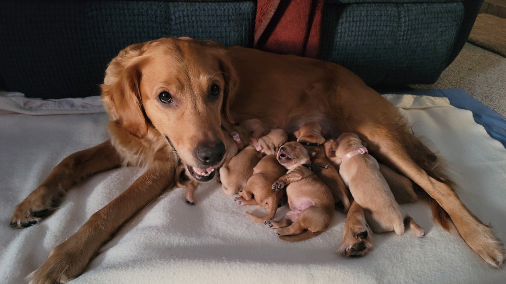 Lulea with pups in family room