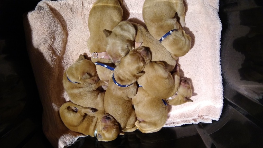 Puppies in the carrying bin