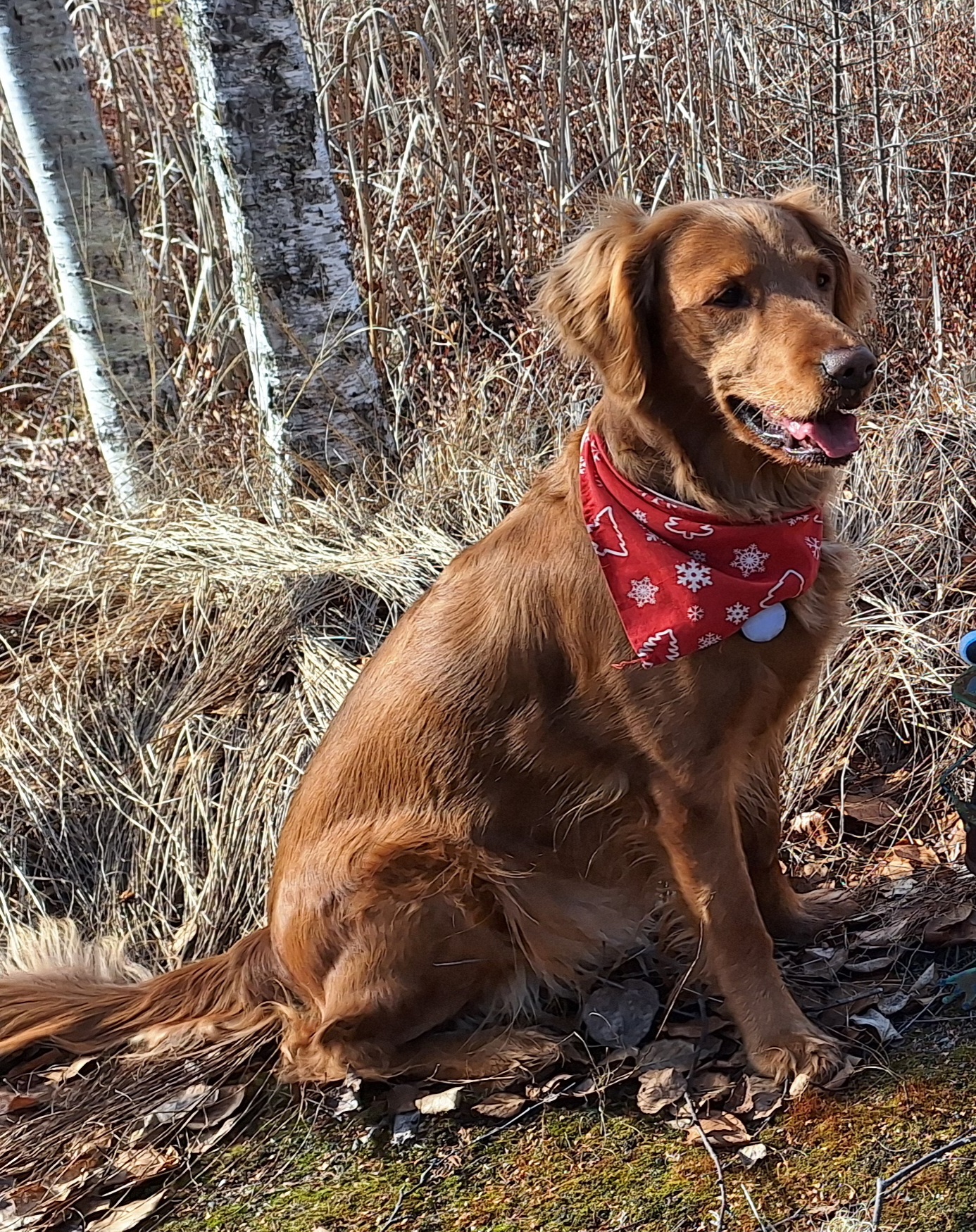 Ellie in the woods.