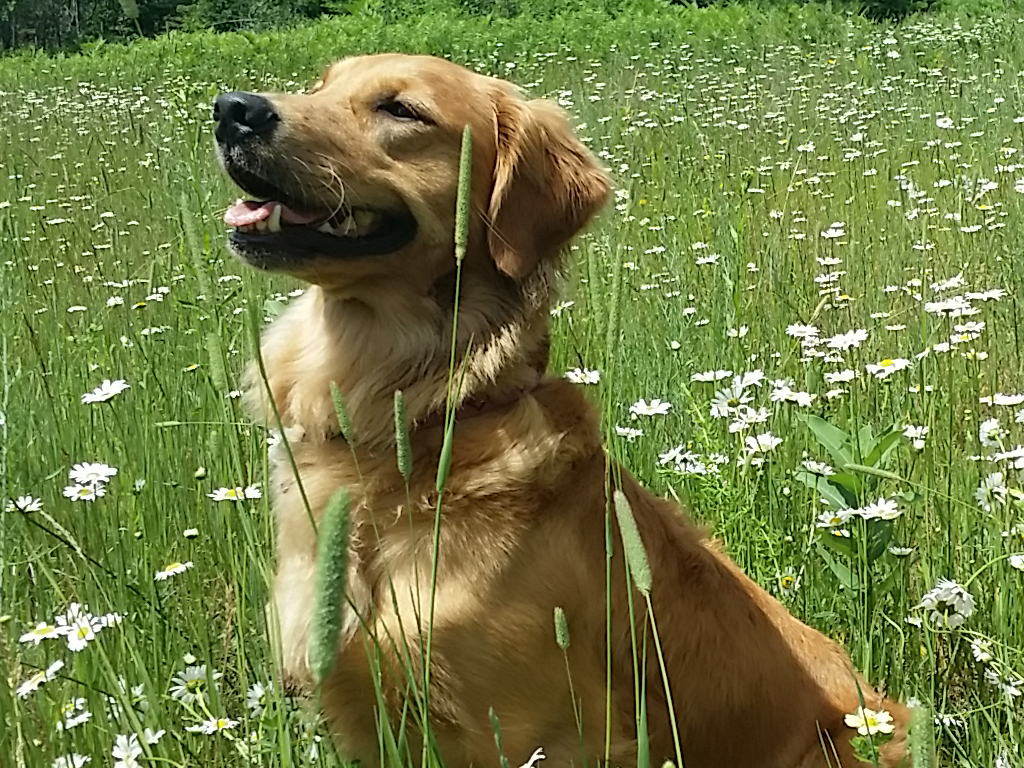 In the field at Pine Fen.