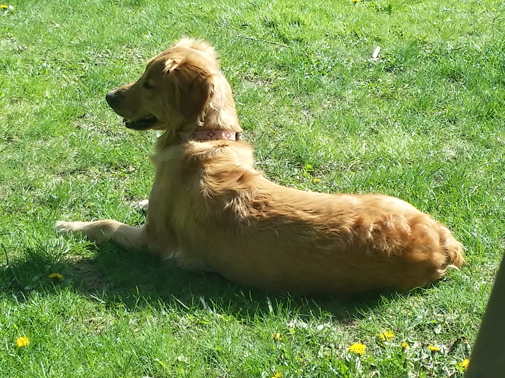 Laying in the sun.